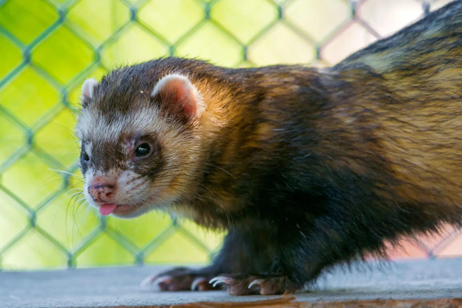 Domesticated-Ferret 05