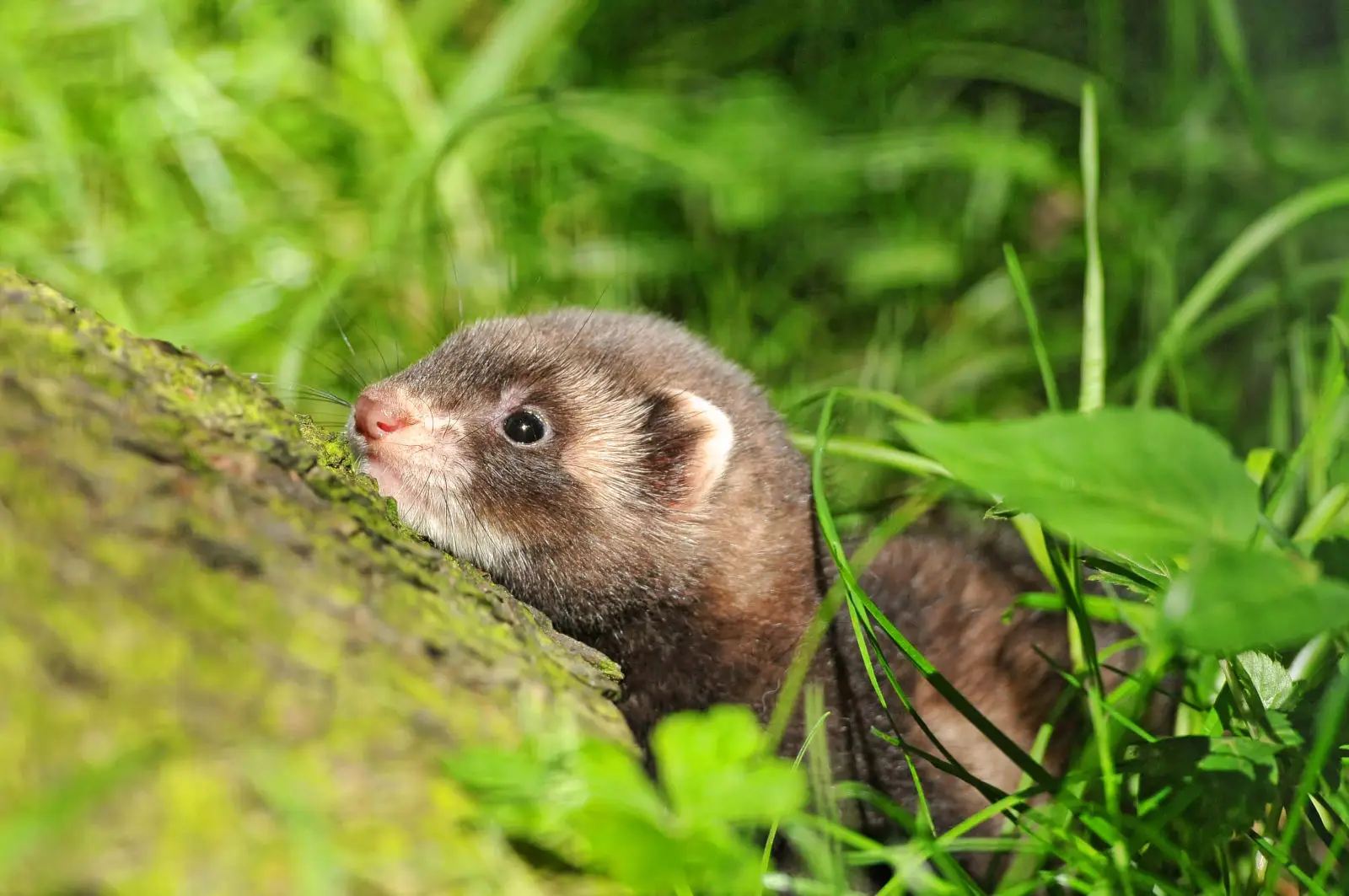 Domesticated-Ferret 07