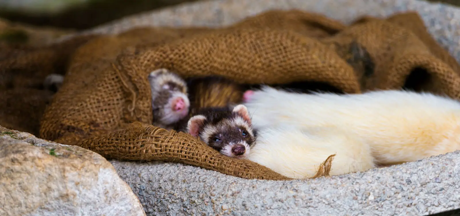 Domesticated-Ferret 08