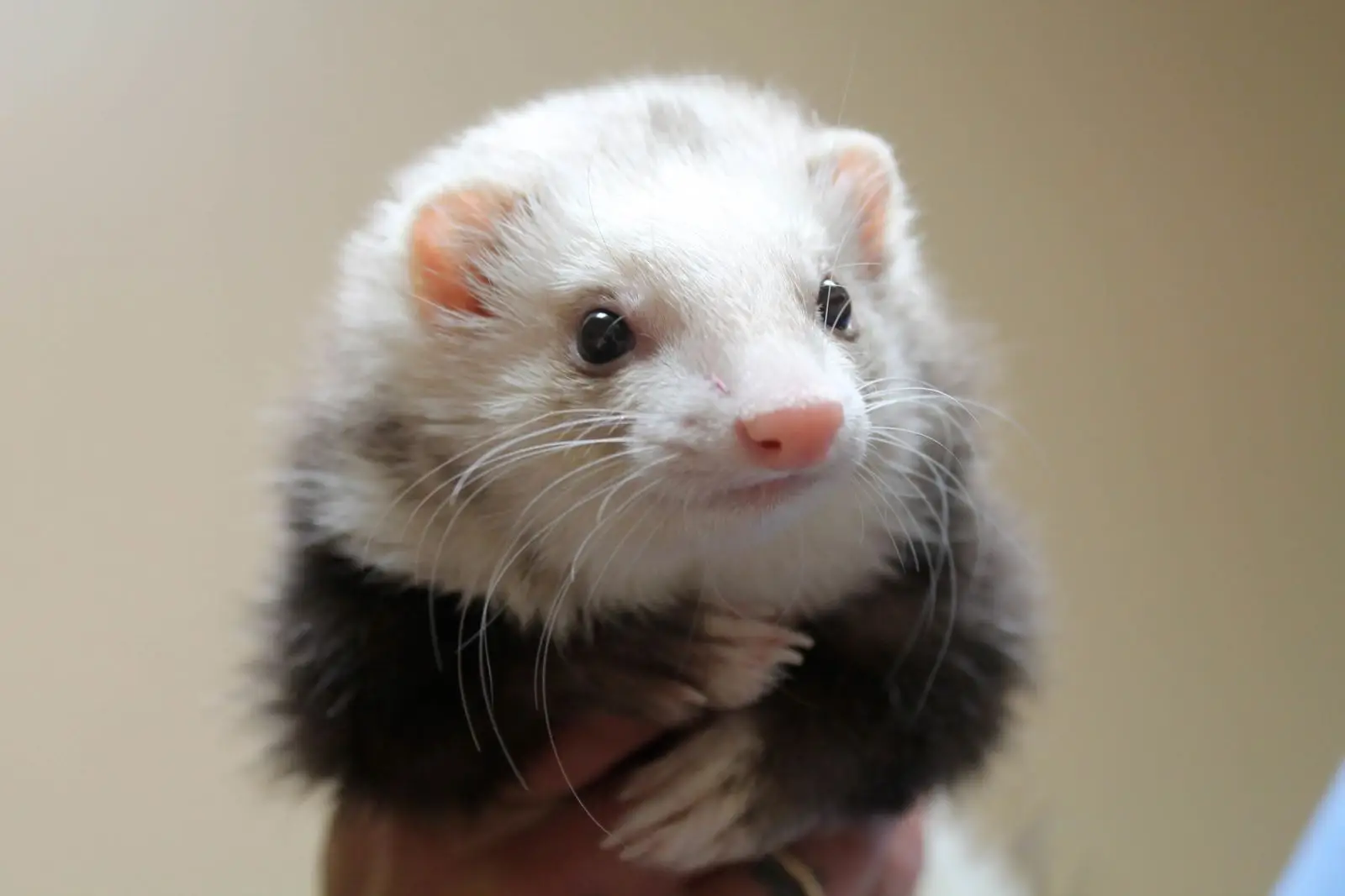 Domesticated-Ferret 09