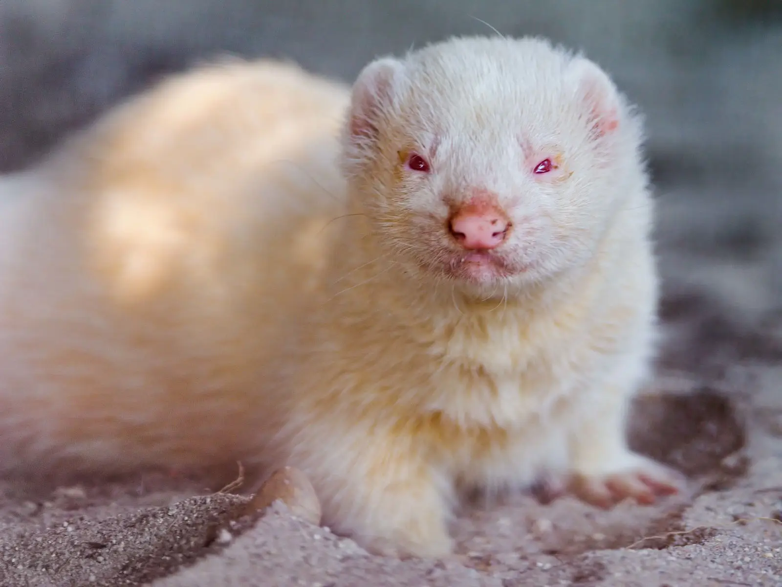 Domesticated-Ferret 10