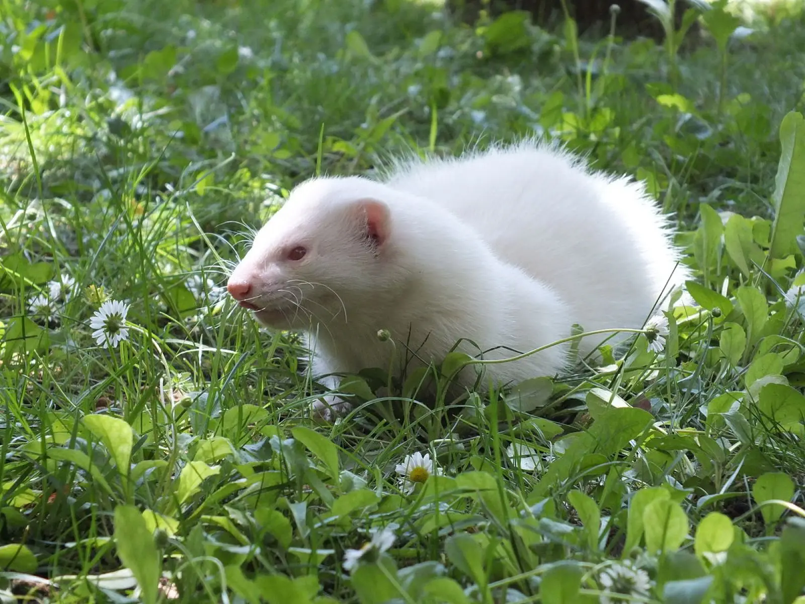Domesticated-Ferret 11