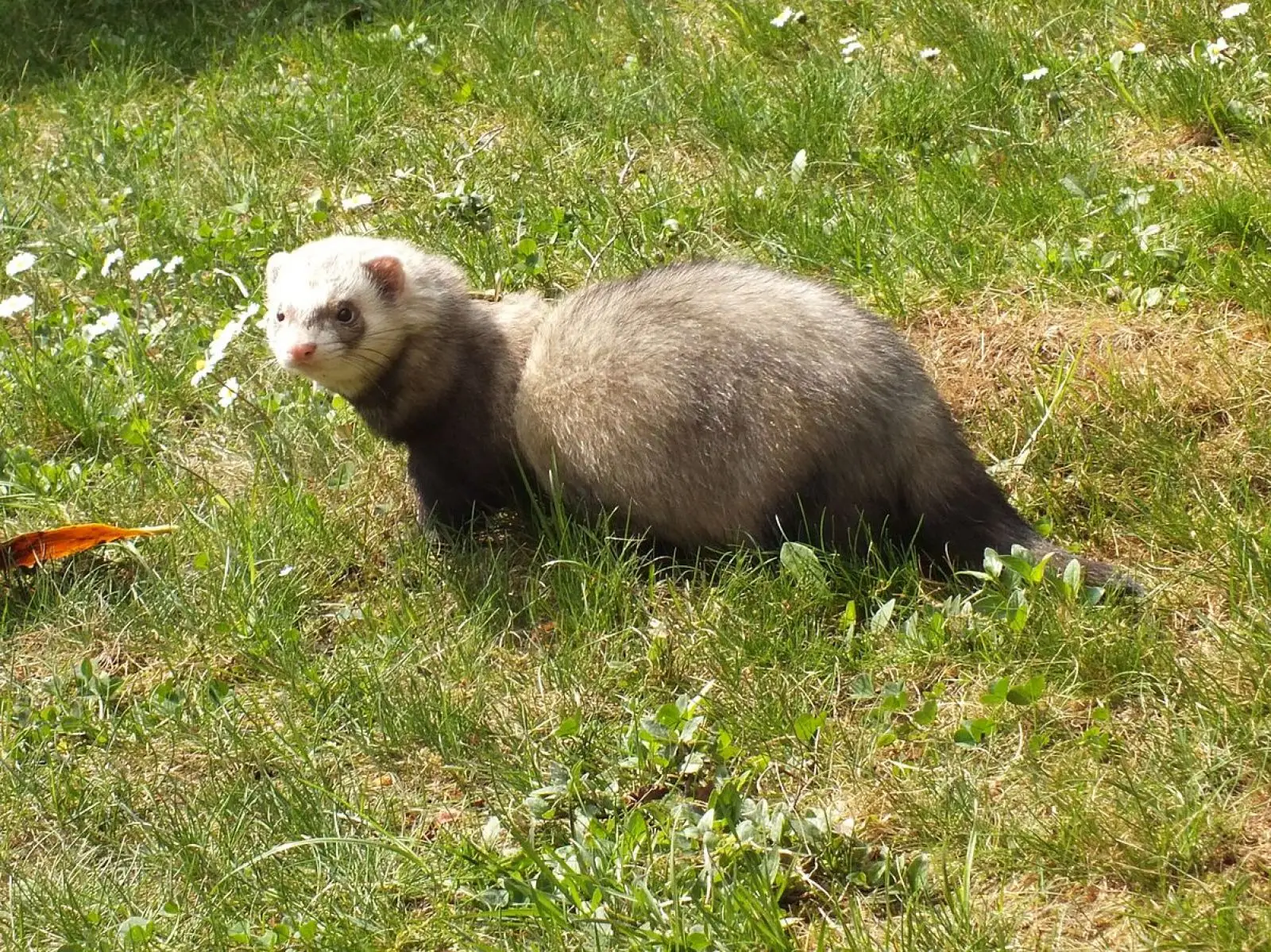 Domesticated-Ferret 12