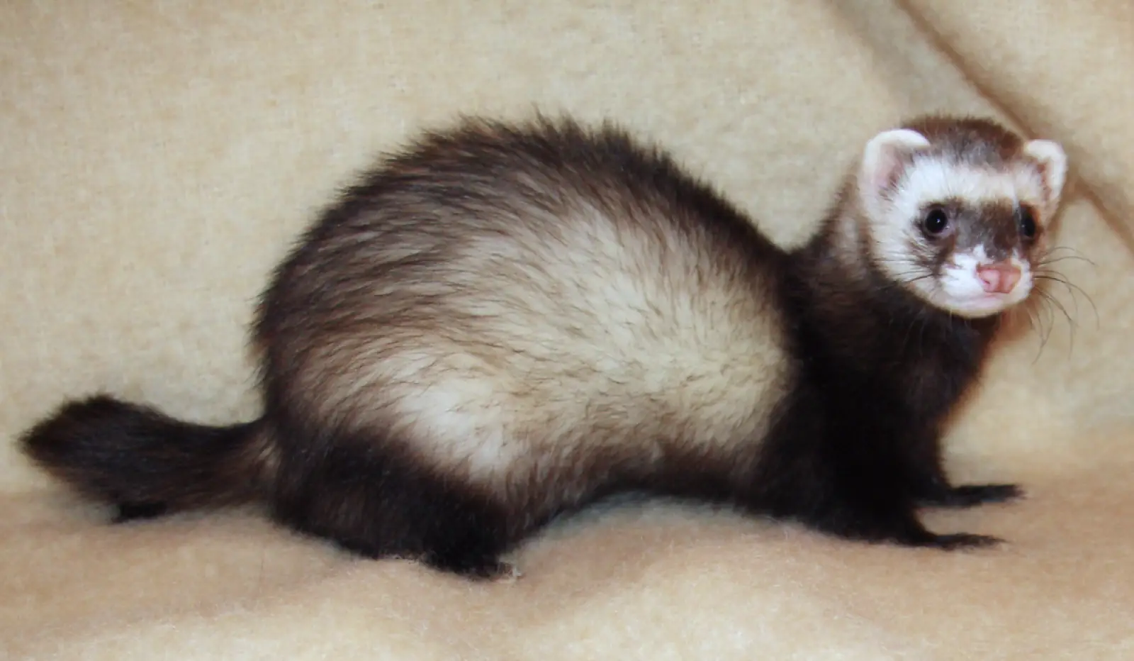 Domesticated-Ferret 13