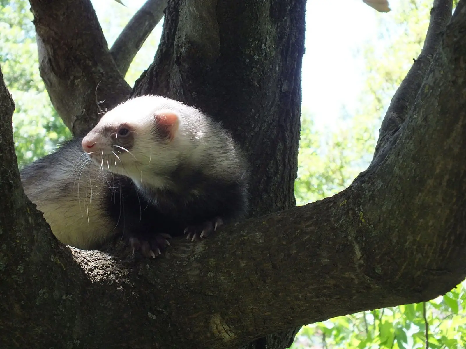 Domesticated-Ferret 14
