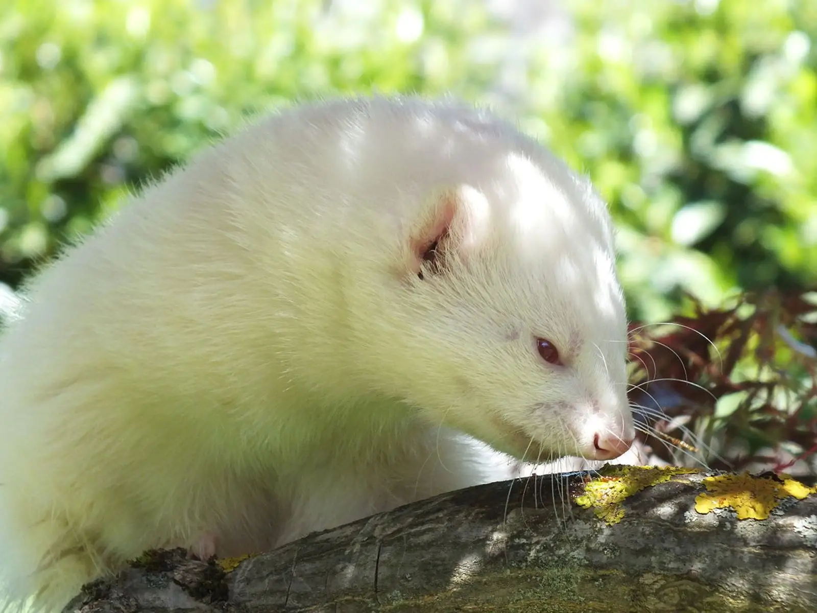 Domesticated-Ferret 15