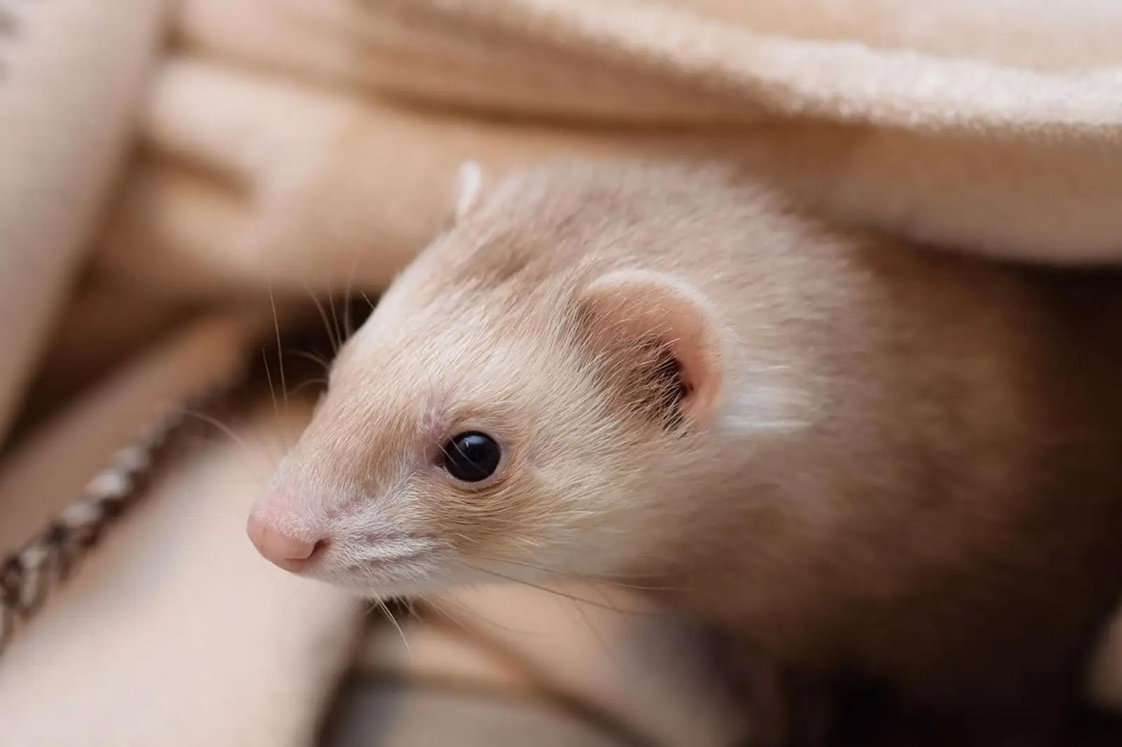 Domesticated-Ferret 16