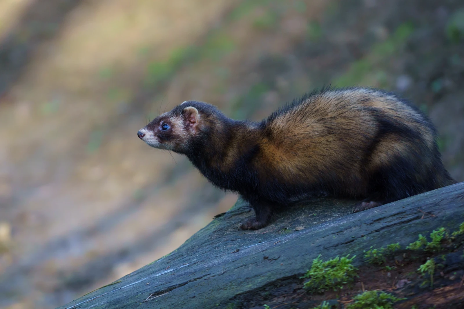 Domesticated-Ferret 17