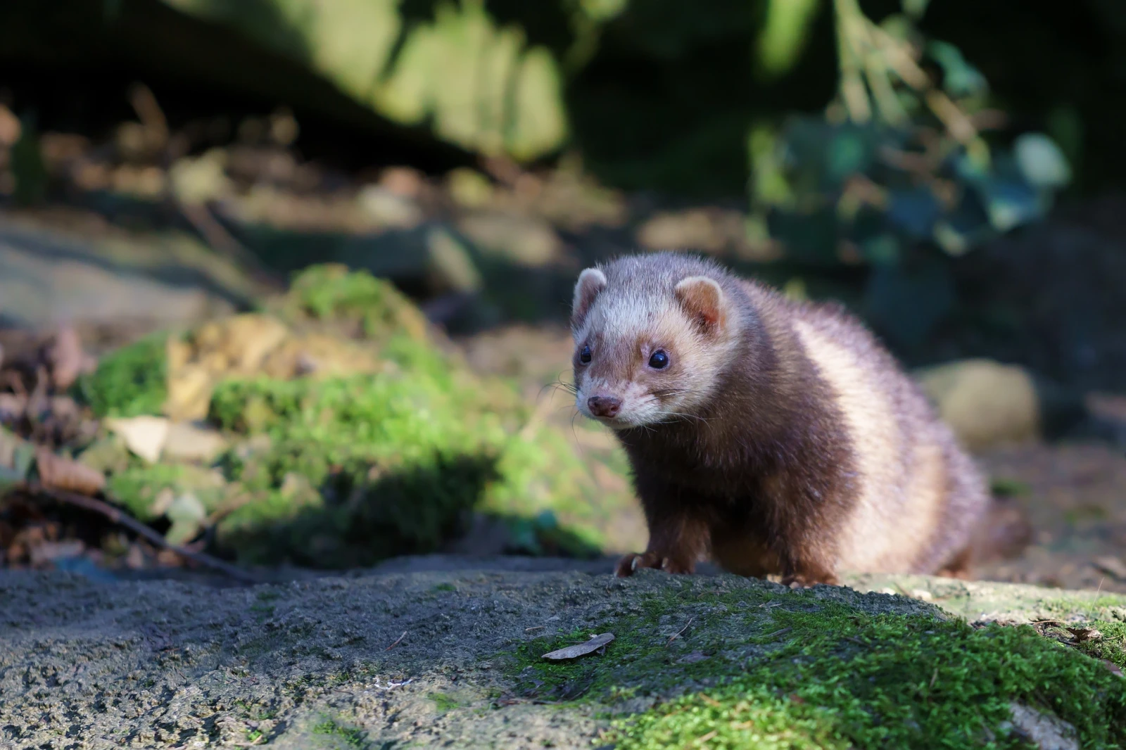 Domesticated-Ferret 18