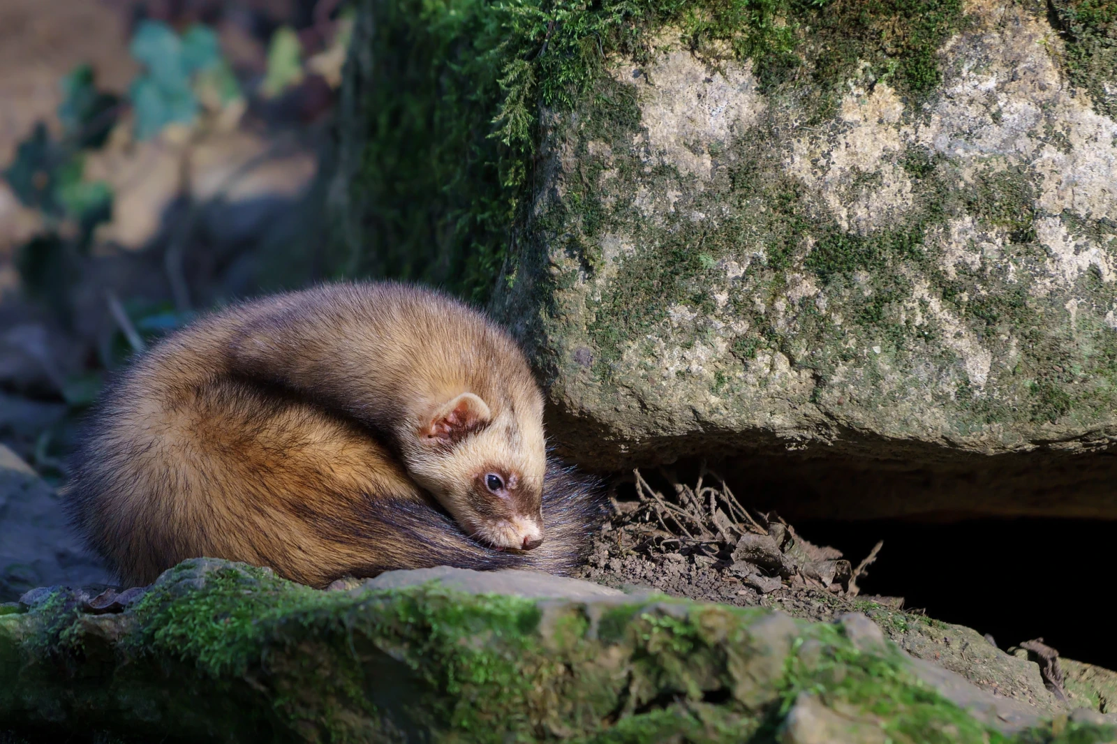 Domesticated-Ferret 19