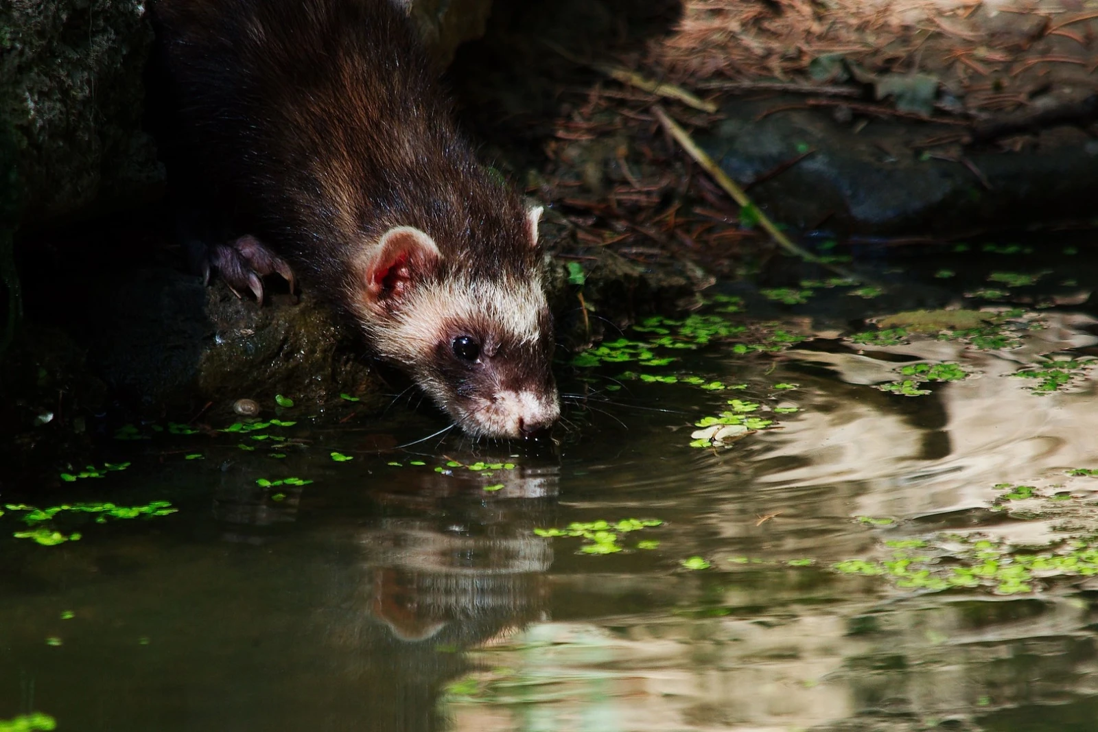 Domesticated-Ferret 21