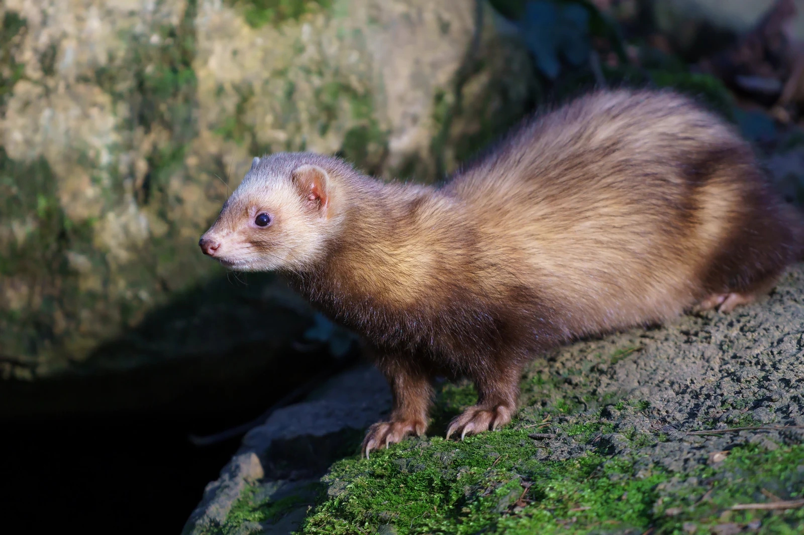 Domesticated-Ferret 22