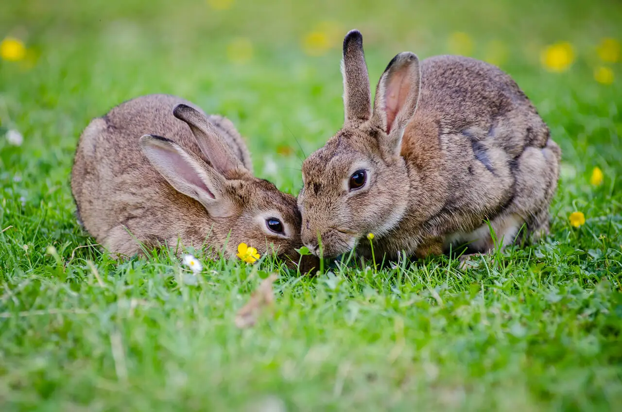 European-Rabbit 01