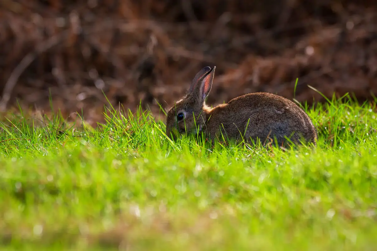 European-Rabbit 02