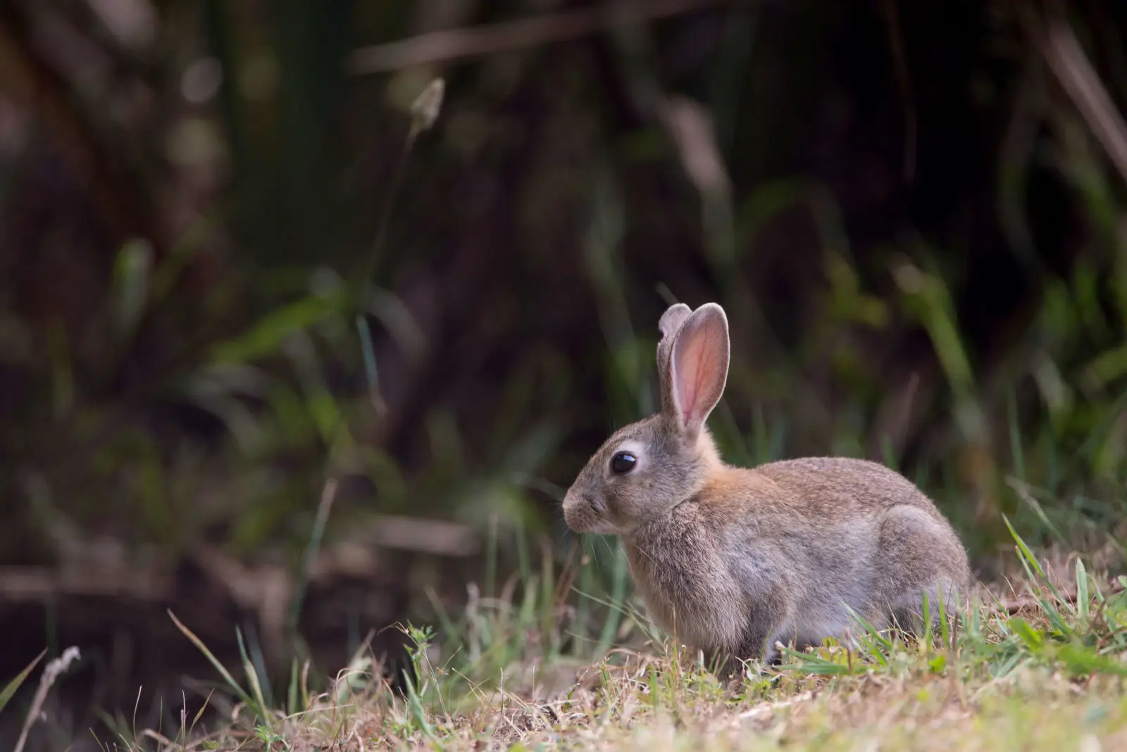 European-Rabbit 03