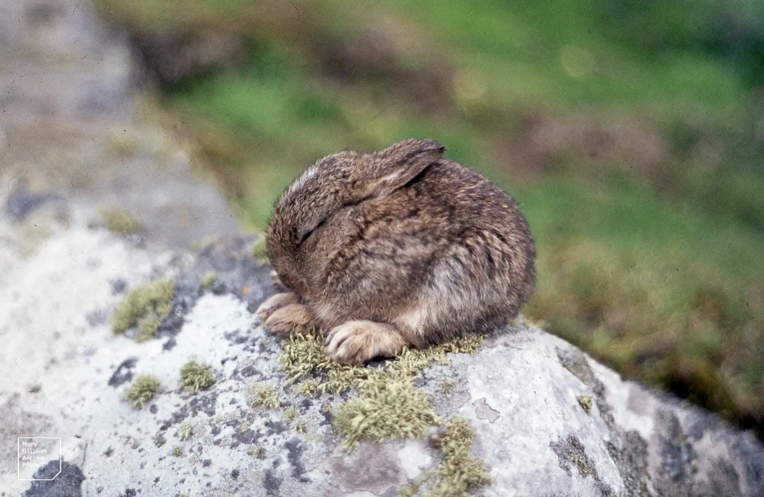 European-Rabbit 04