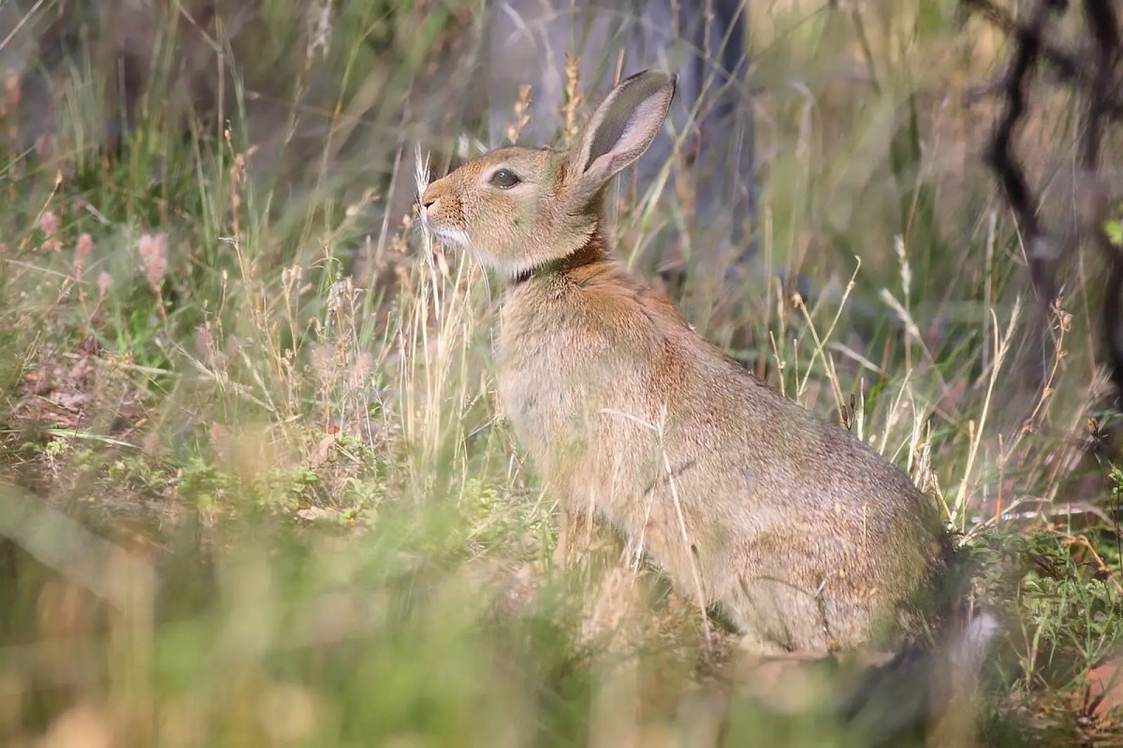 European-Rabbit 05