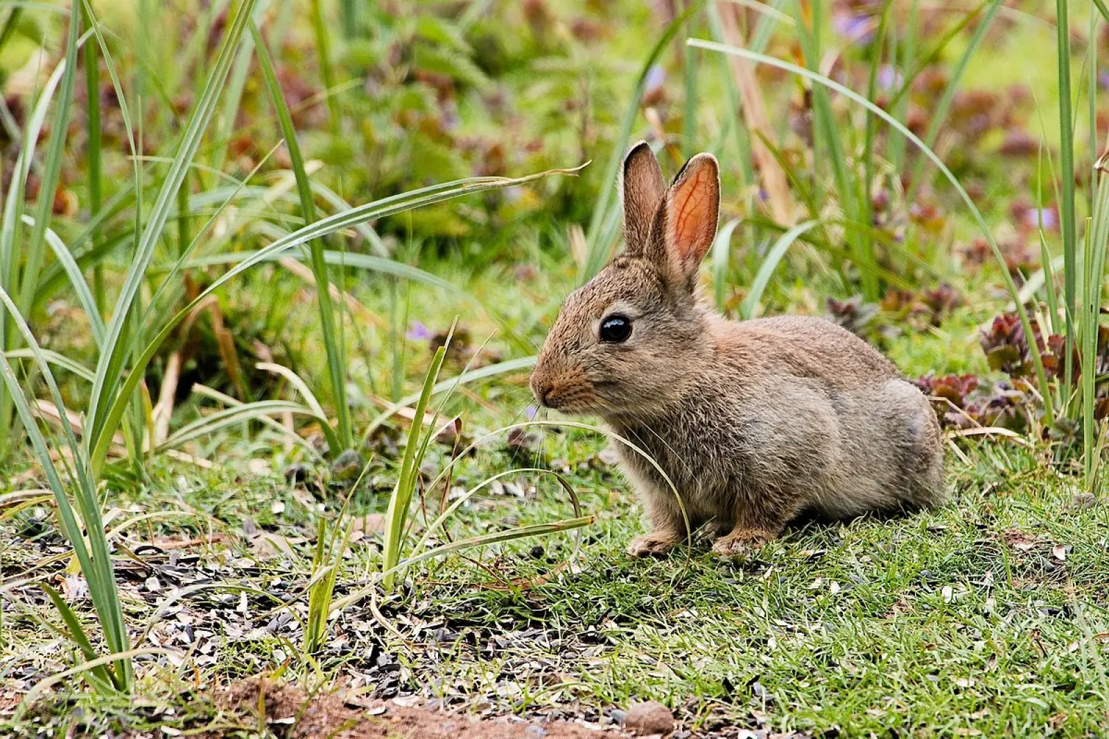 European-Rabbit 06