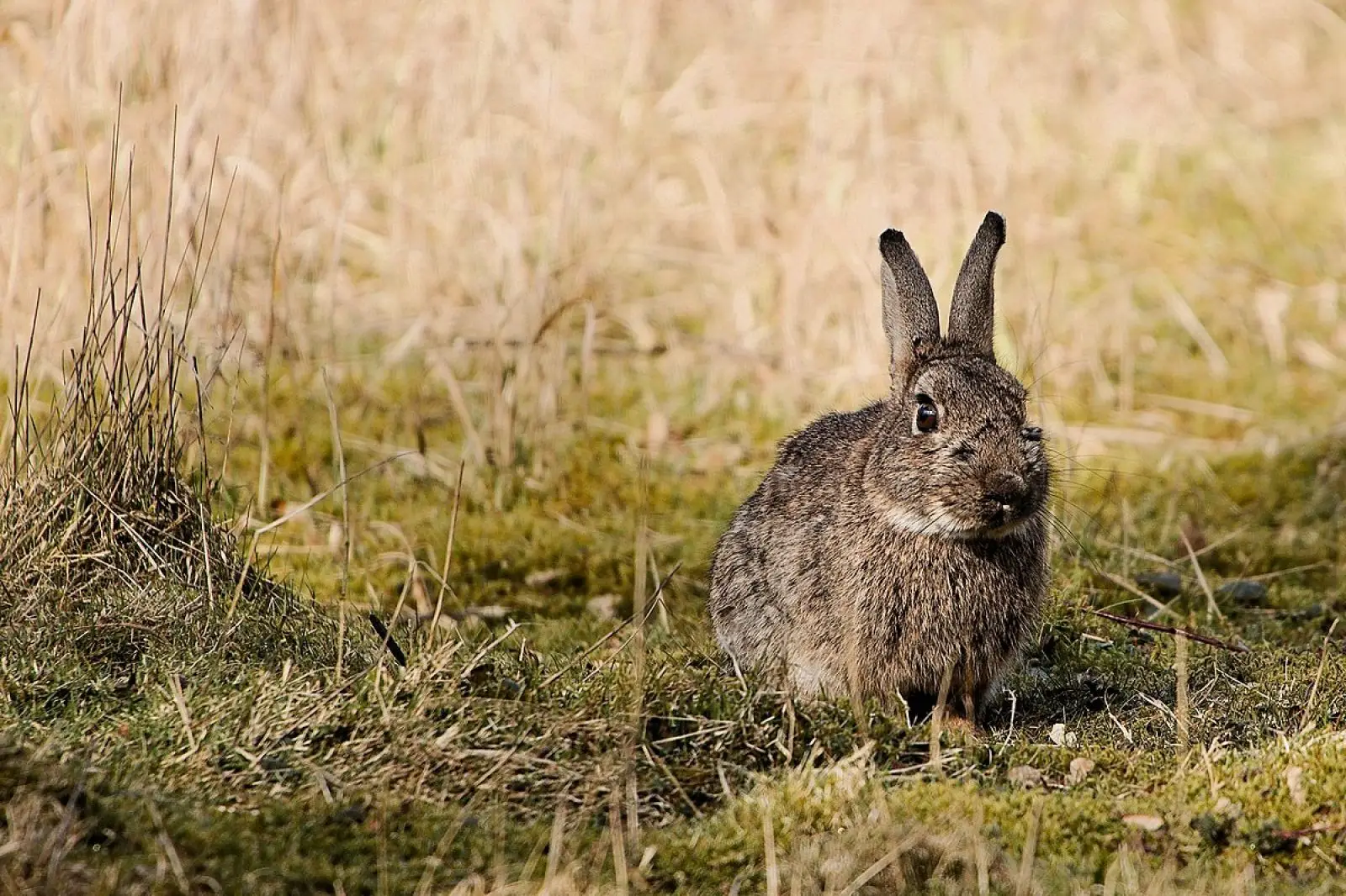 European-Rabbit 07