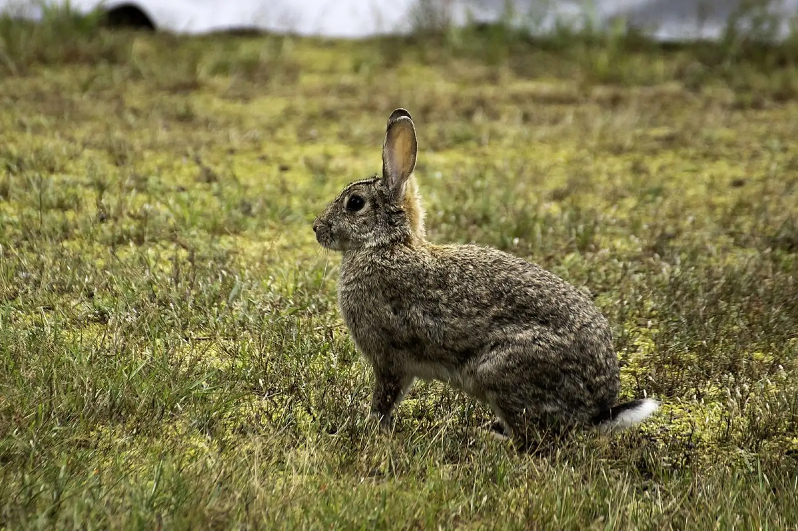 European-Rabbit 08