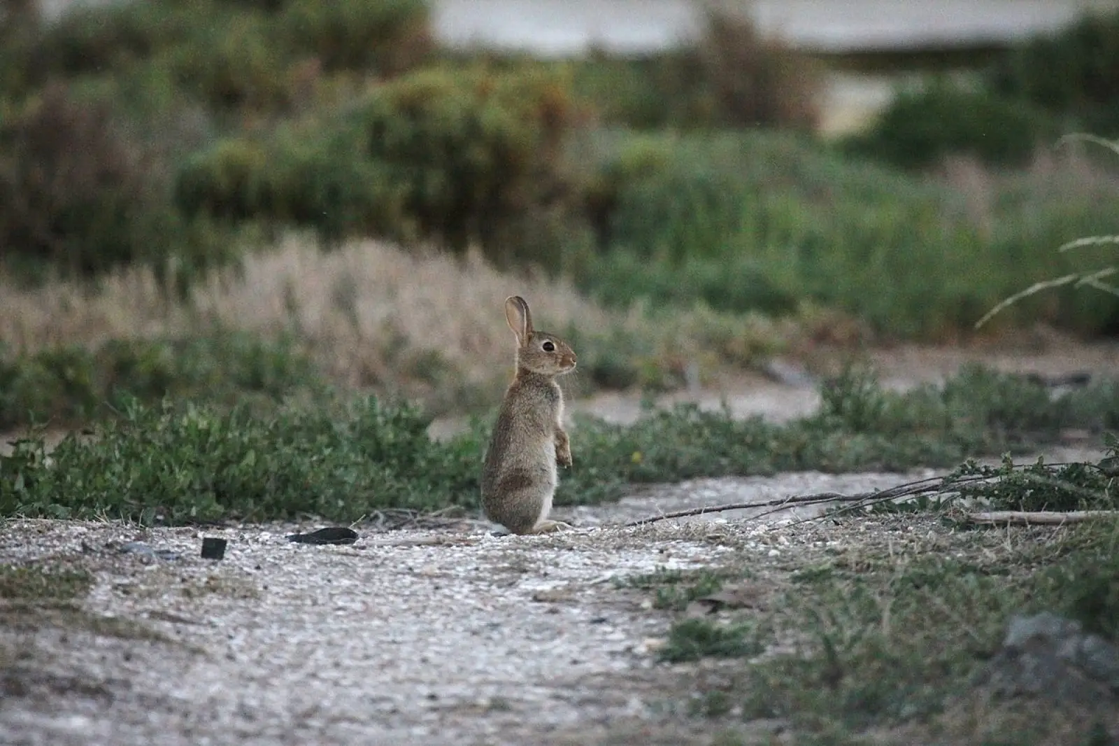 European-Rabbit 09