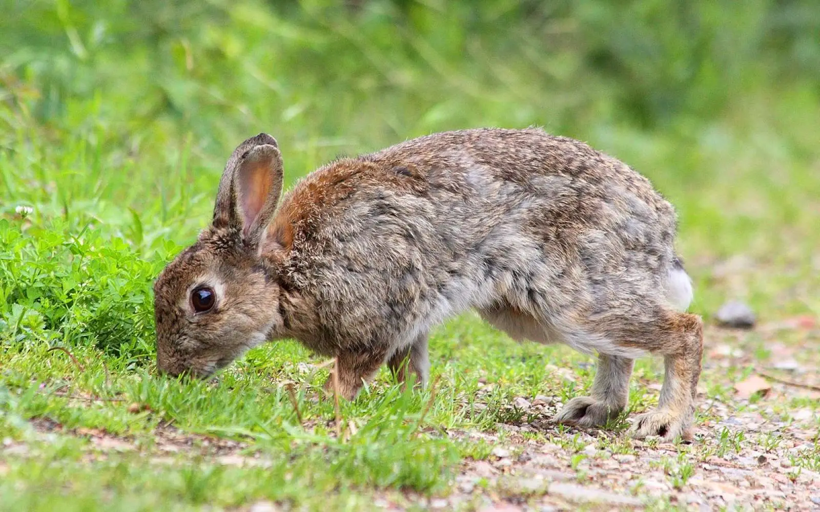 European-Rabbit 10