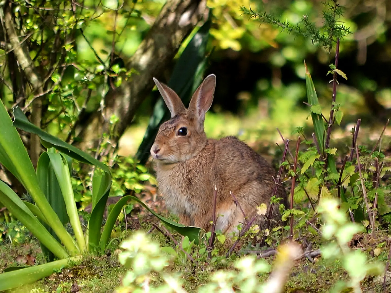 European-Rabbit 11