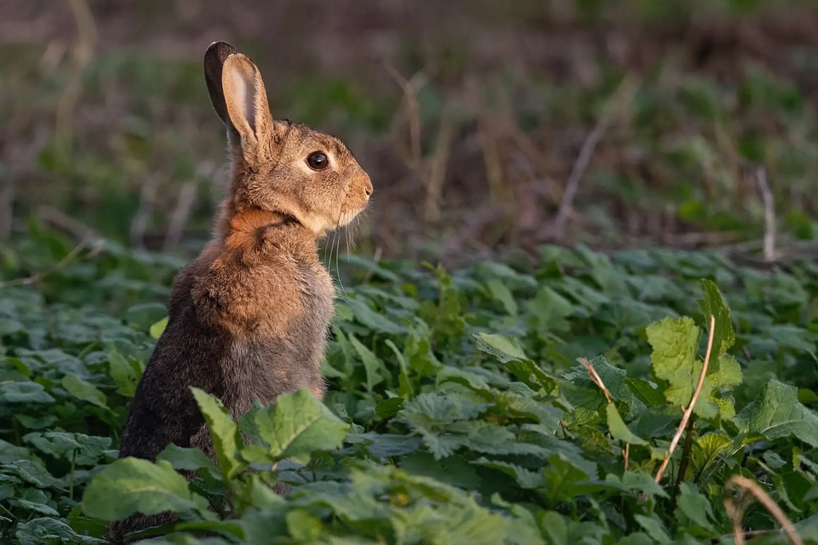 European-Rabbit 12