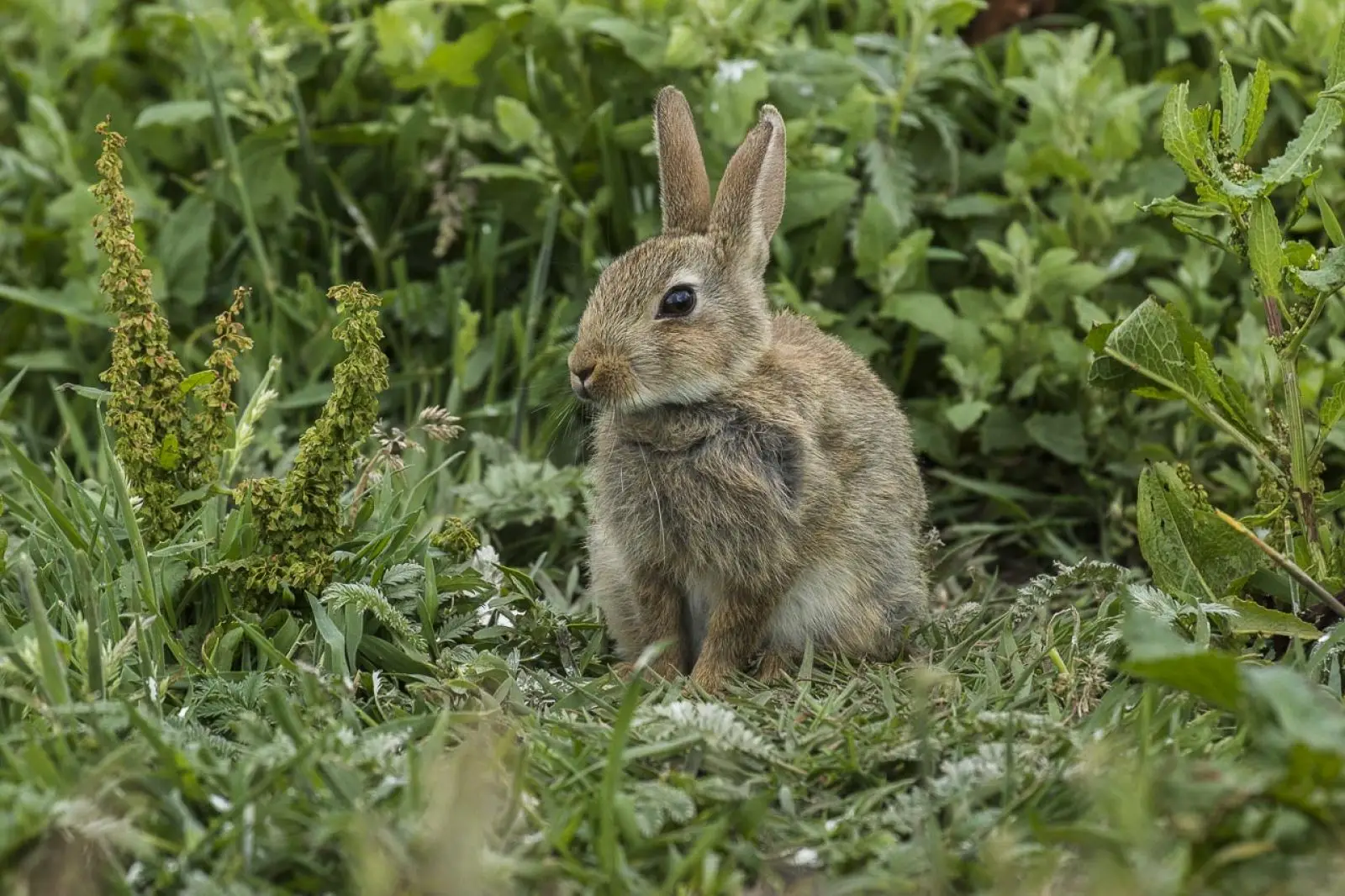 European-Rabbit 14