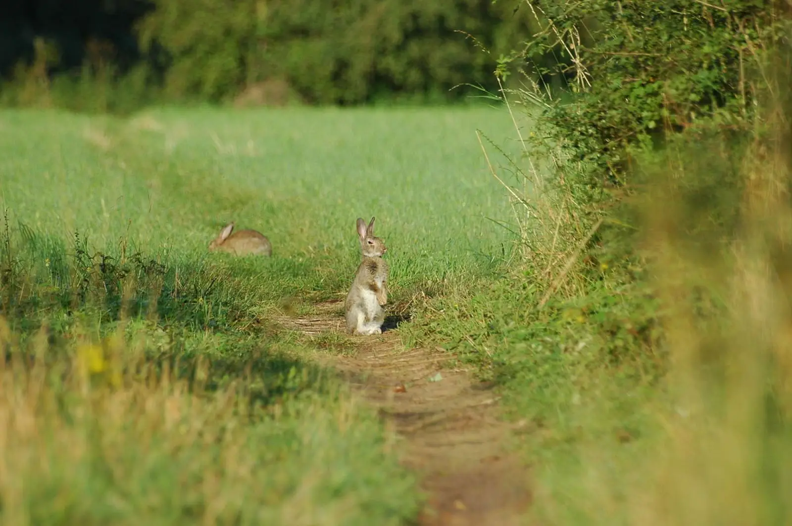 European-Rabbit 15