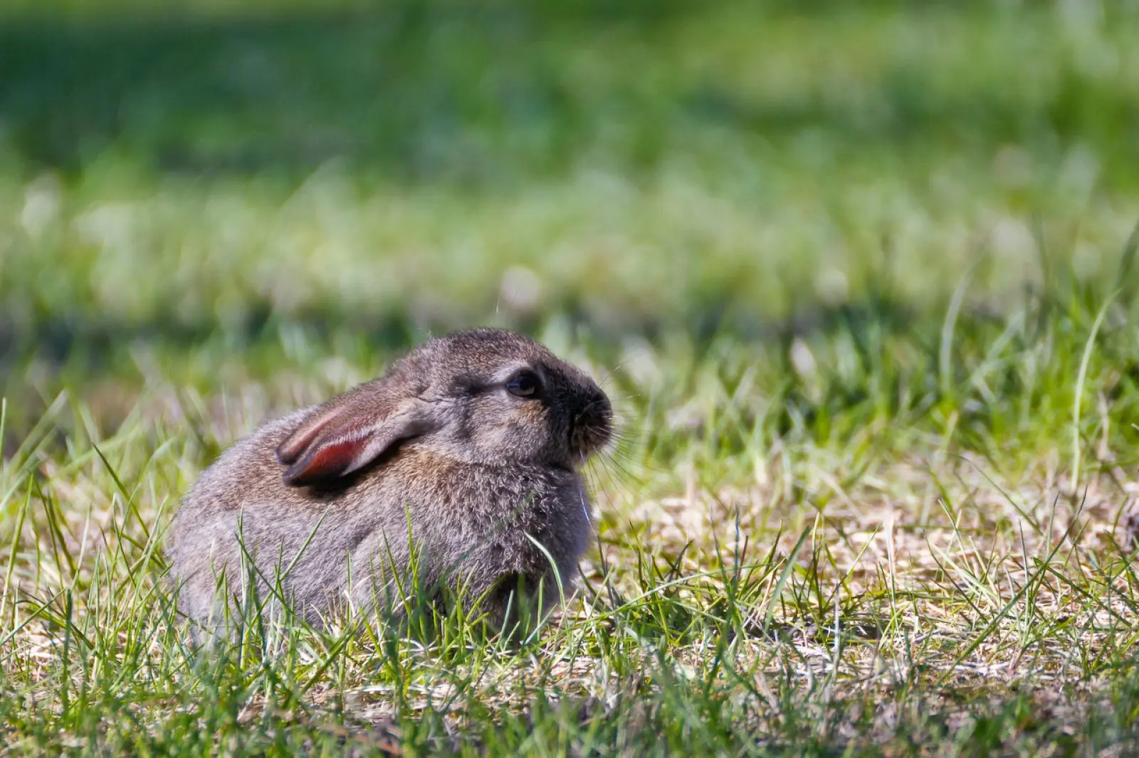 European-Rabbit 16