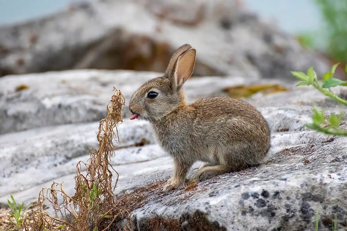 European-Rabbit 17