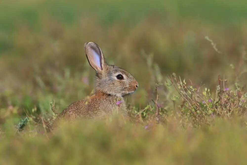 European-Rabbit 18