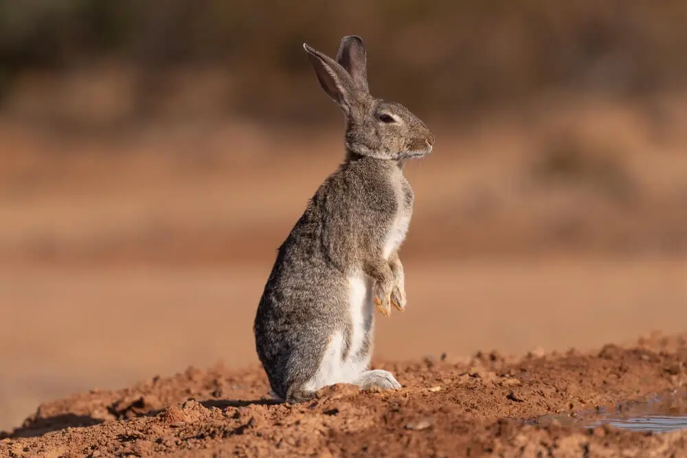 European-Rabbit 19
