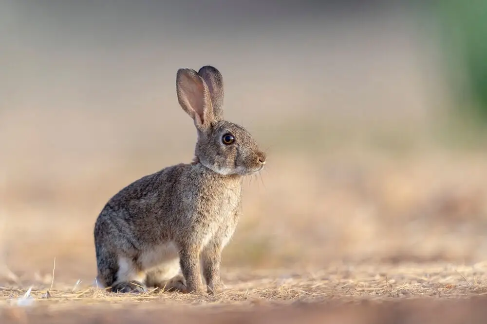 European-Rabbit 20