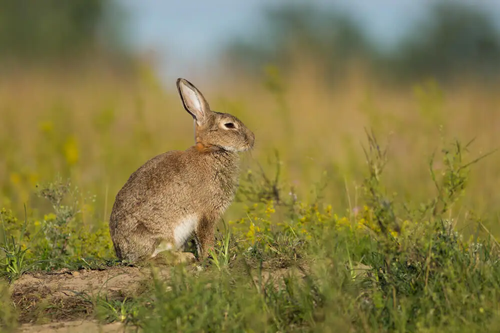 European-Rabbit 21