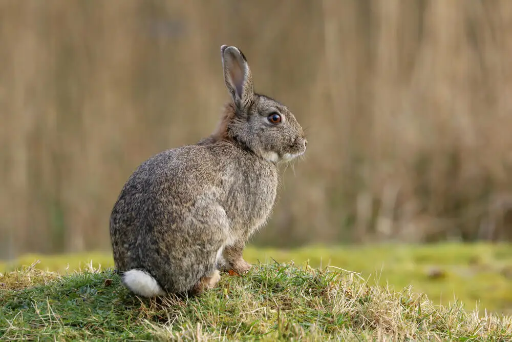 European-Rabbit 22