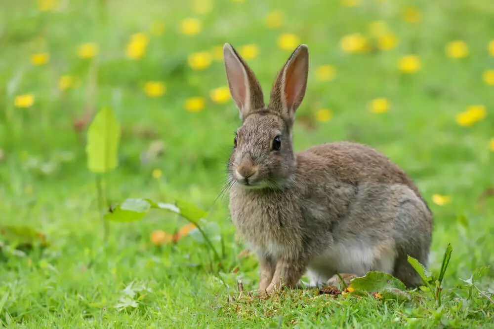 European-Rabbit 23