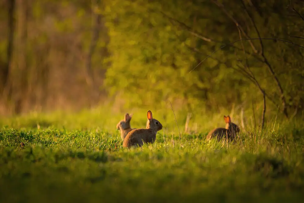 European-Rabbit 24