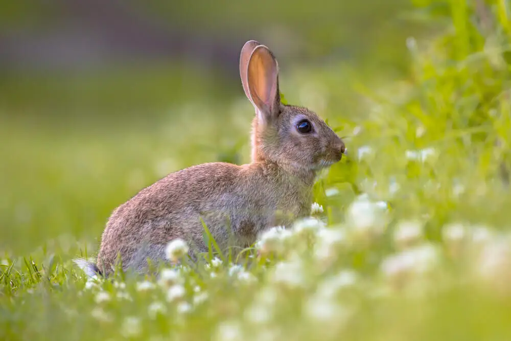 European-Rabbit 25