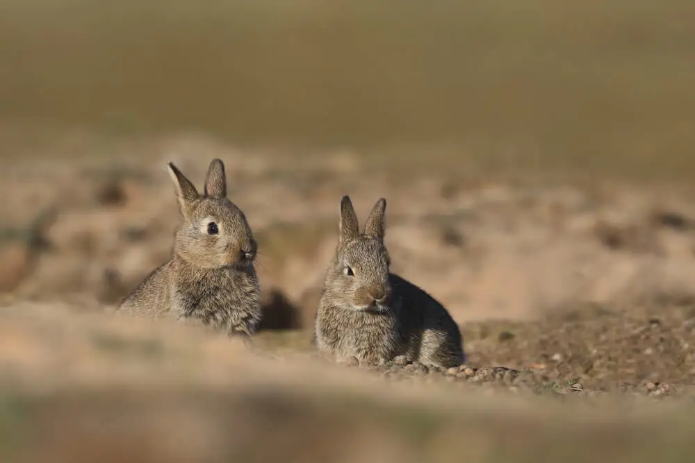 European-Rabbit 26