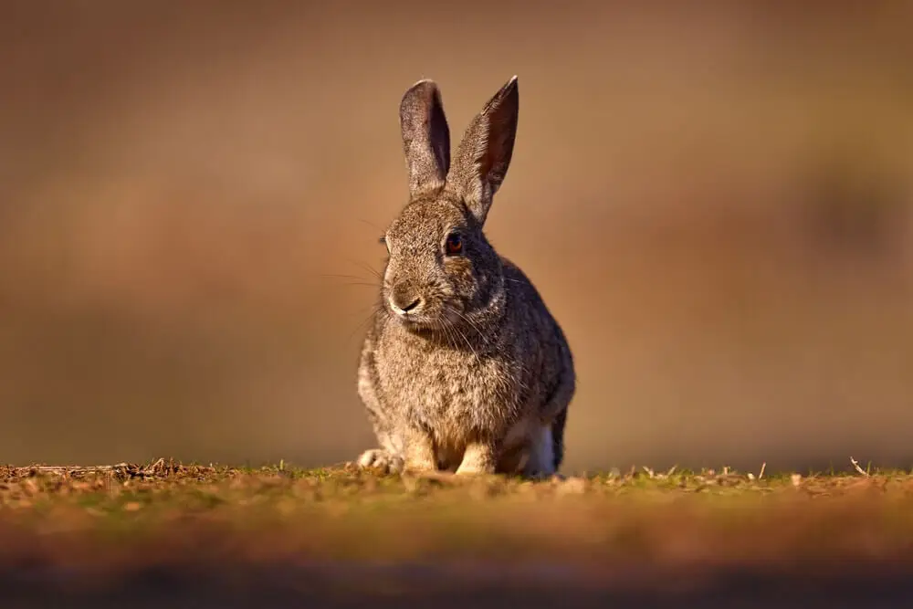 European-Rabbit 27