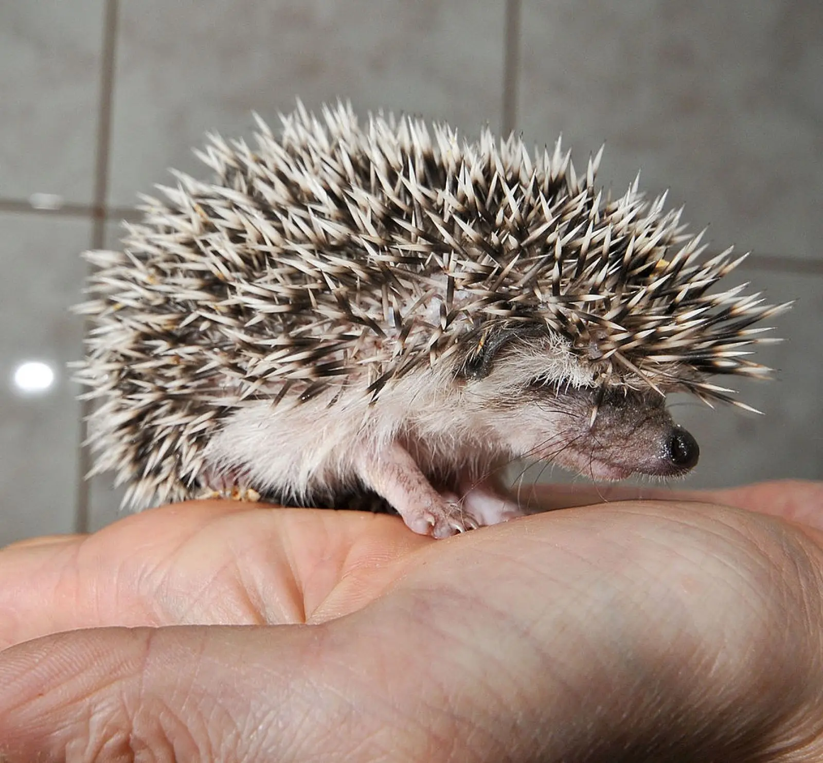 Four-Toed-Hedgehog 02