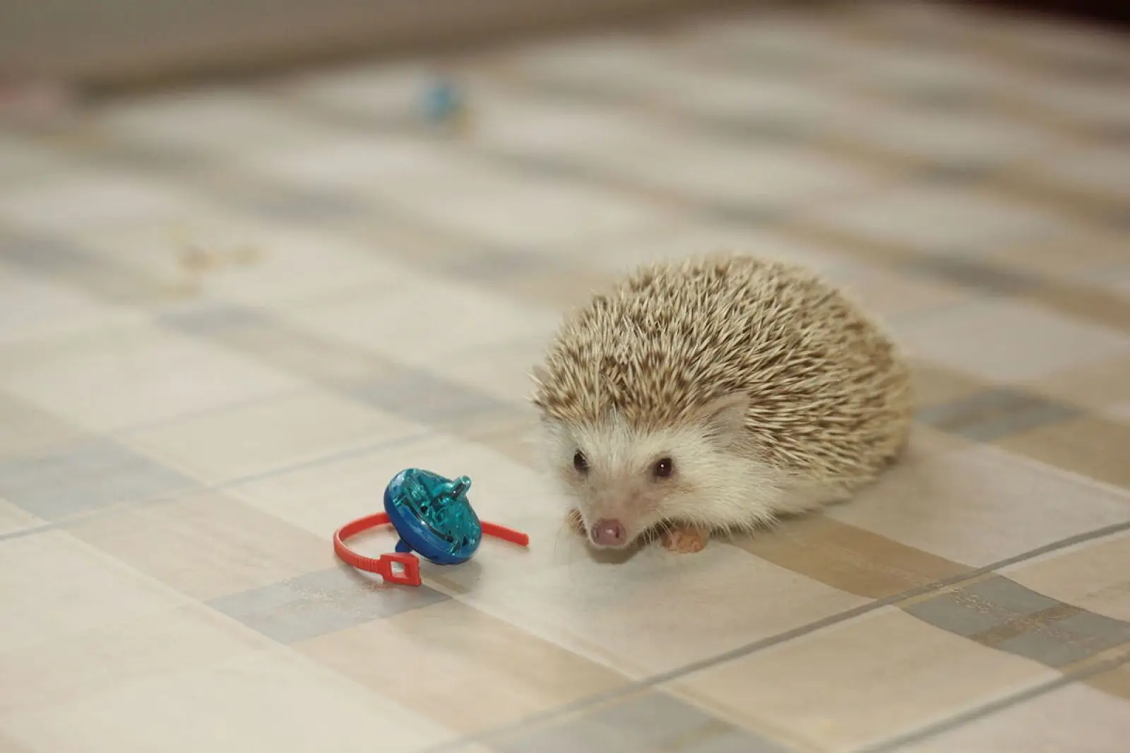 Four-Toed-Hedgehog 03