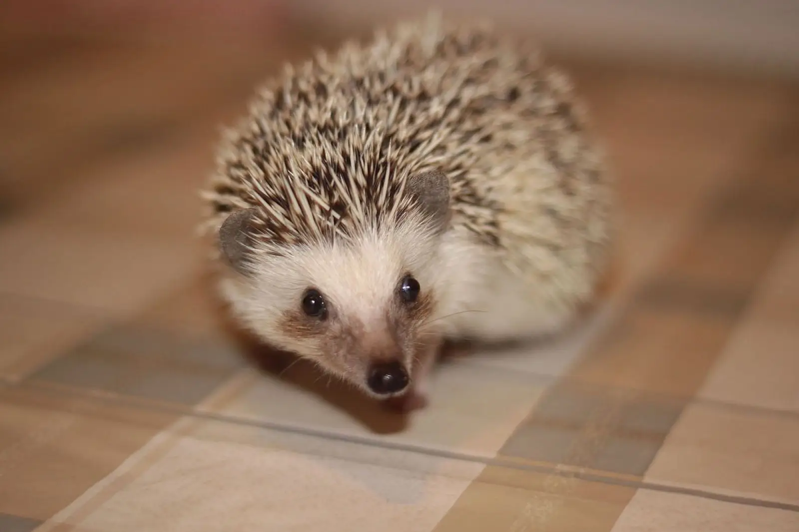 Four-Toed-Hedgehog 04