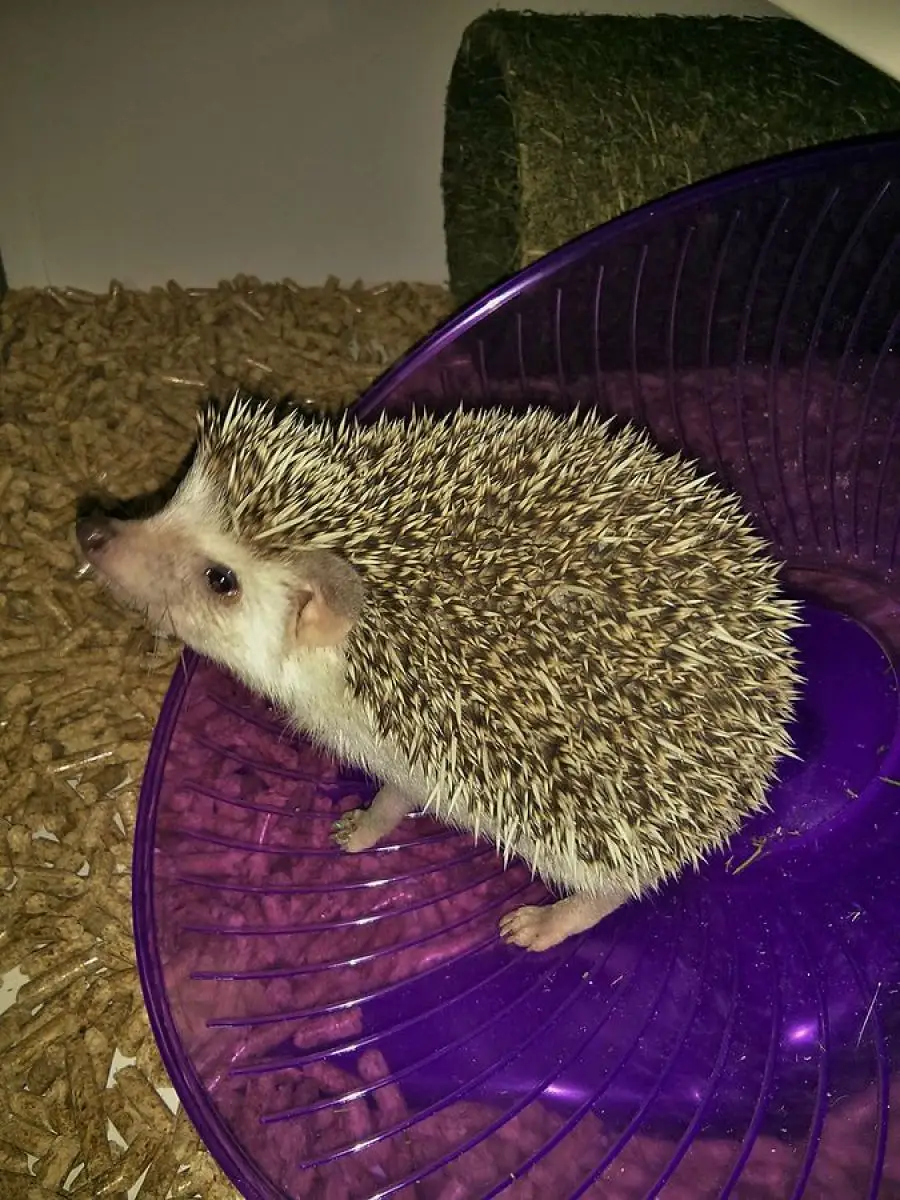 Four-Toed-Hedgehog 05