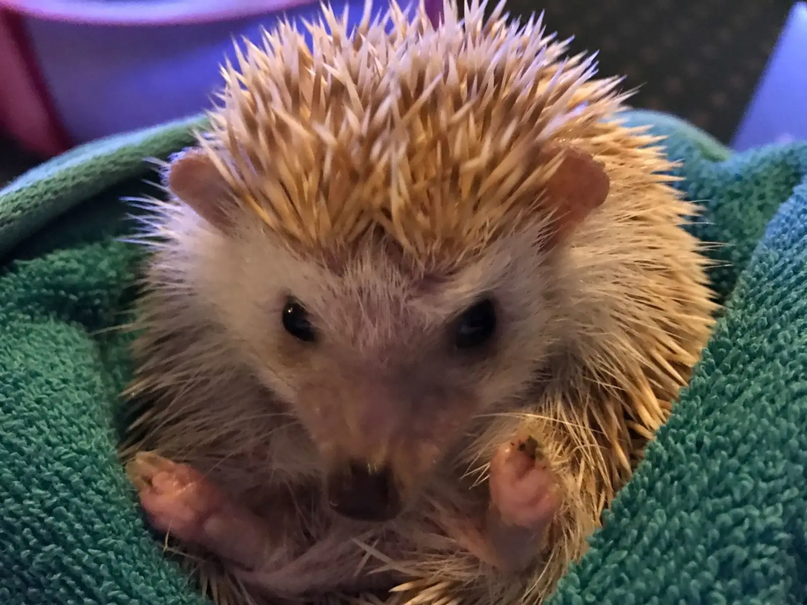 Four-Toed-Hedgehog 06