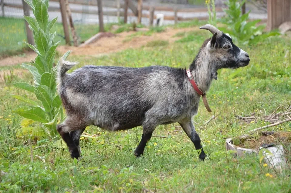 Goat 01