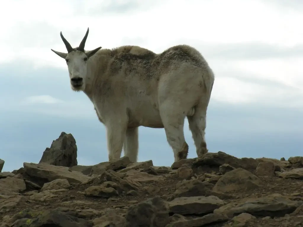 Goat 02