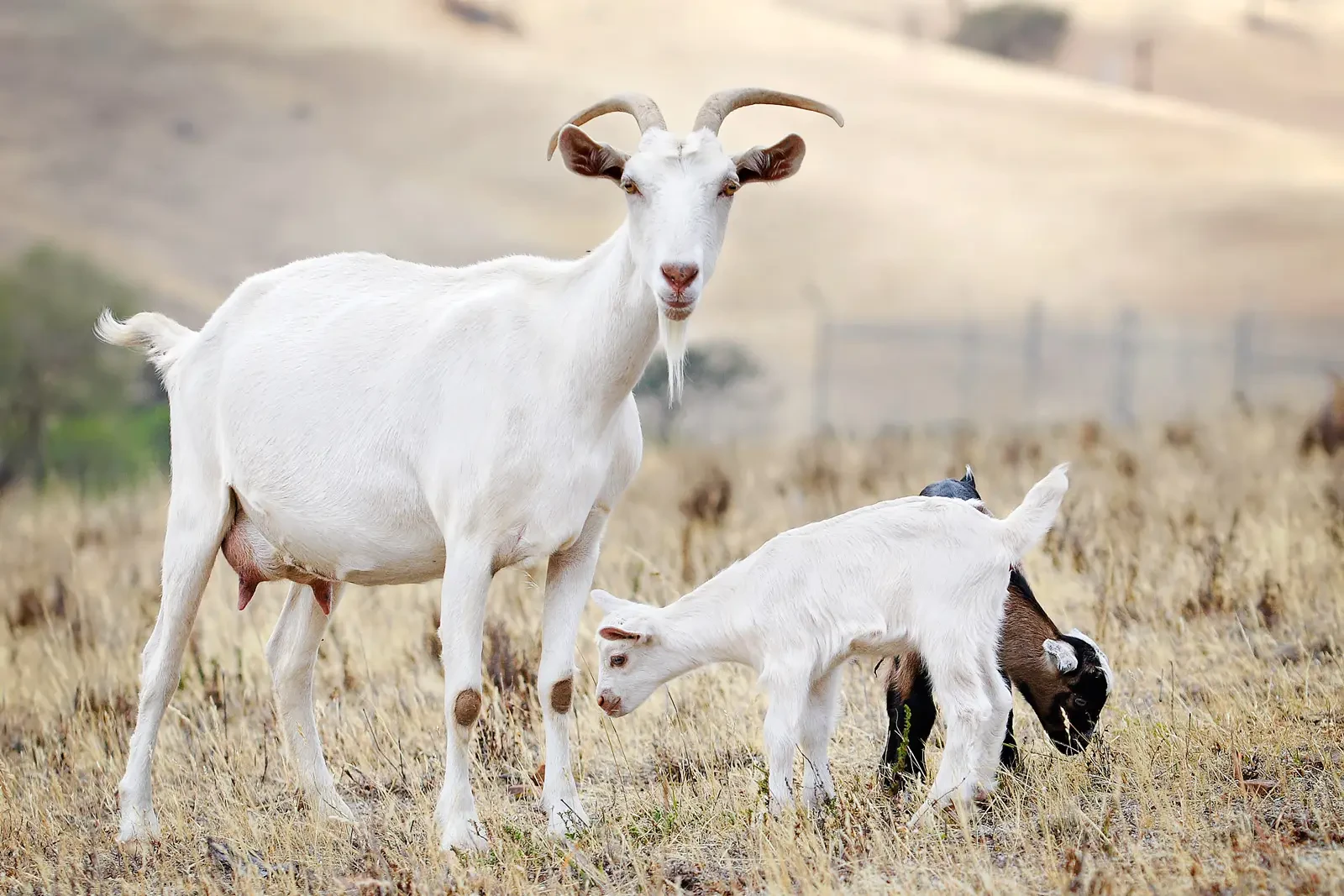 Goat 05